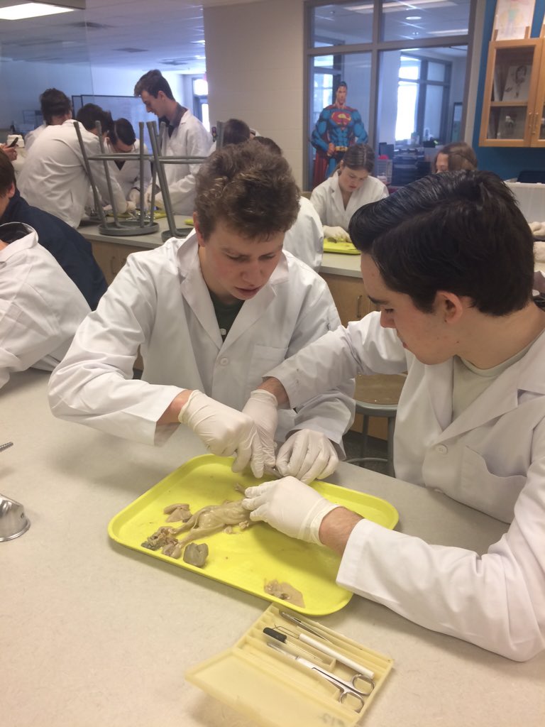 Julie_Lapointe1's tweet photo. Fetal pig dissections in Biology 30. #pscscience https://t.co/h1W4Z31UVs