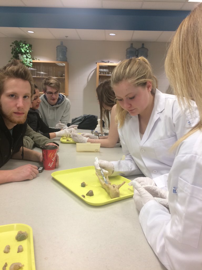 Julie_Lapointe1's tweet photo. Fetal pig dissections in Biology 30. #pscscience https://t.co/h1W4Z31UVs