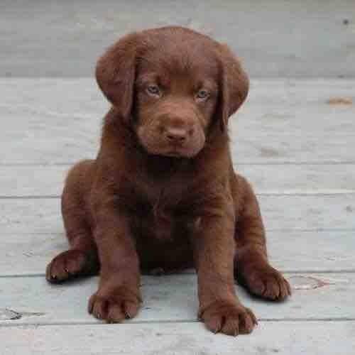 PMOObserver's tweet image. LOL! Wife is allergic to cute new puppy, Poppy. Funny story (cont) tl.gd/n_1soac9b