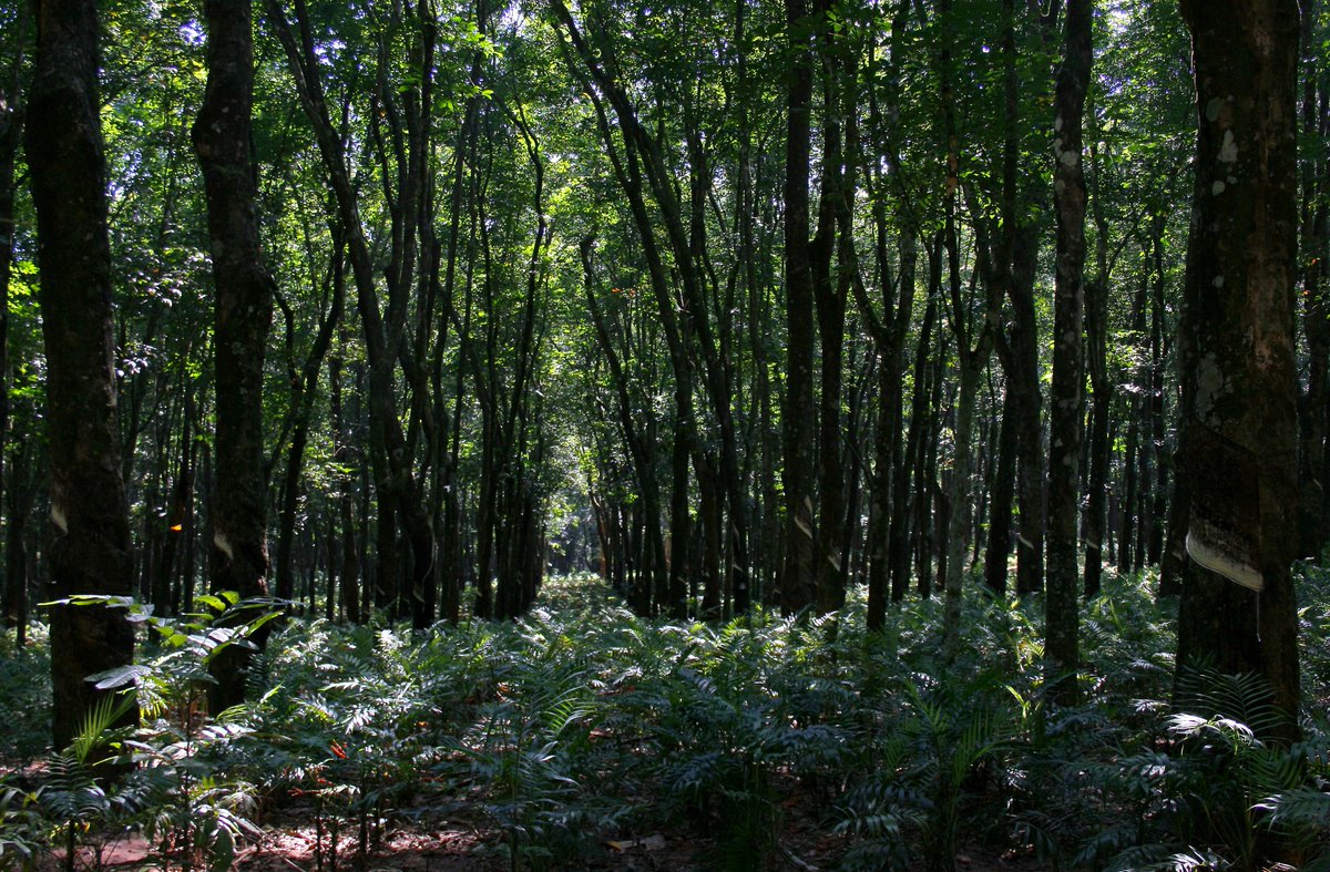 CONAFOR's tweet photo. #SabíasQue un sistema agroforestal combina árboles con cultivos como maíz o frijol y logra un equilibrio productivo https://t.co/vBlm8jUFiW