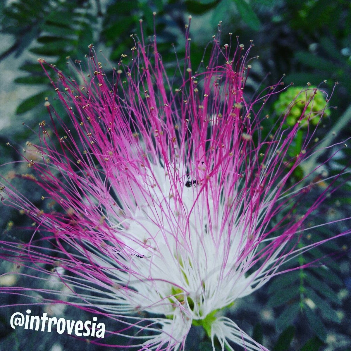 Introvesia's tweet photo. My old #photo : #Beautiful #Flower

#photooftheday #photography #flowerstalking #pink #introvert #firework #nature https://t.co/gD1sd2hlnQ