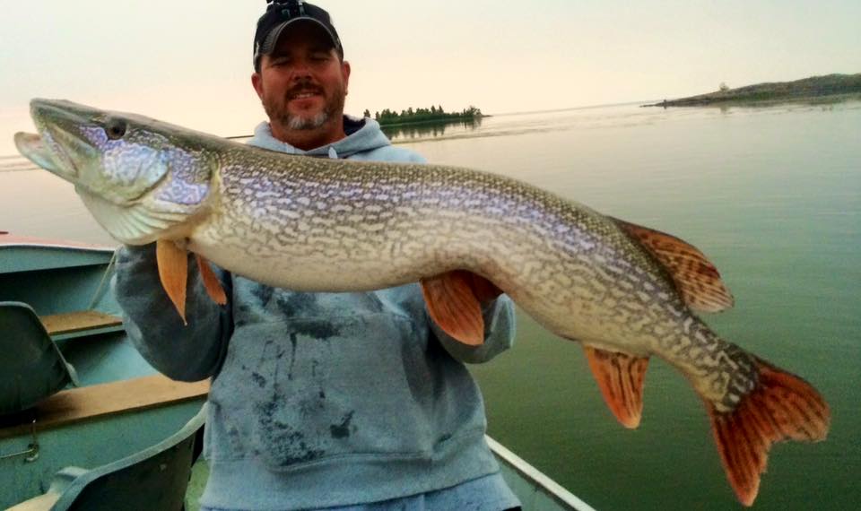 BrotherhoodBait's tweet photo. a nice 48" pike that couldn't resist our 10" prototype crank #fishing #gotabite #pikefishing https://t.co/Y32GZrKOed