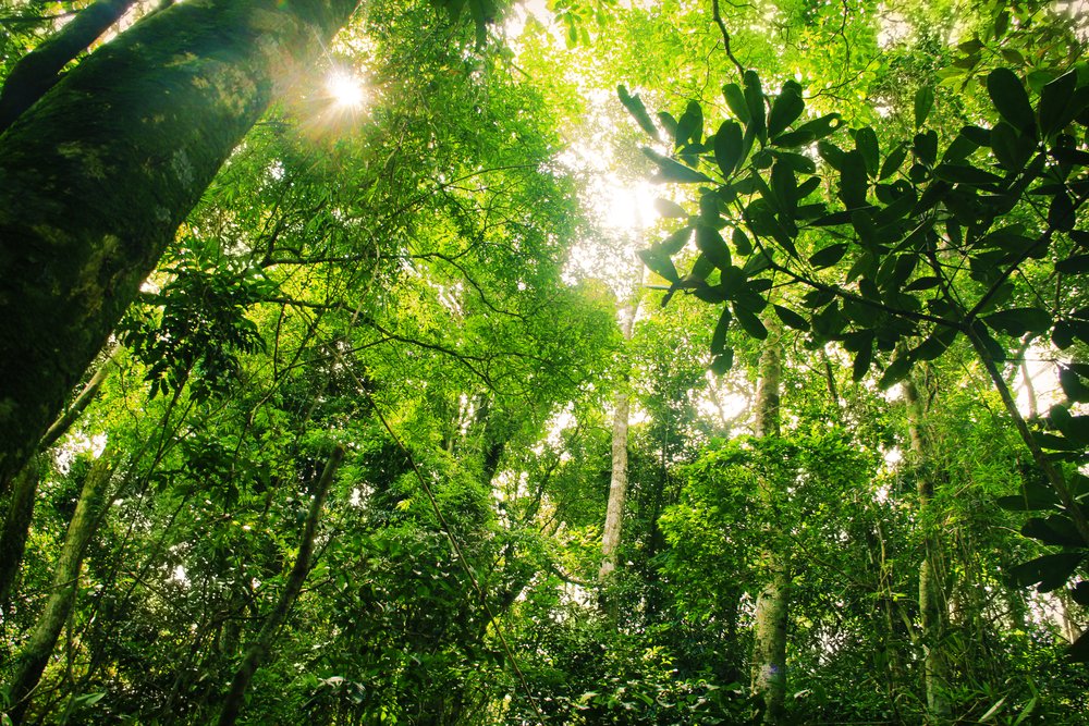 theGEF's tweet photo. #GEFCEO: protecting #forests is essential to achieve the #ParisAgreement https://t.co/MscfG7BYqd via @washingtonpost https://t.co/BvkFvfHGzg