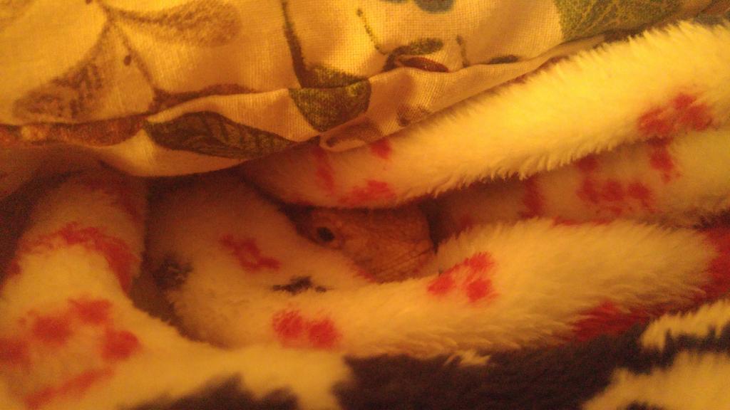 Beckakakaka's tweet photo. Gimli has the right idea https://t.co/DOVSZK1eiV
