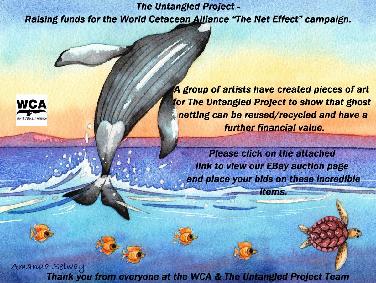 WorldCetacean's tweet photo. Pls help to raise funds for our #Untangled Project #ghostgear #TheNetEffect  https://t.co/a7BRZtsvmz Please RT https://t.co/GldGKSxf8B