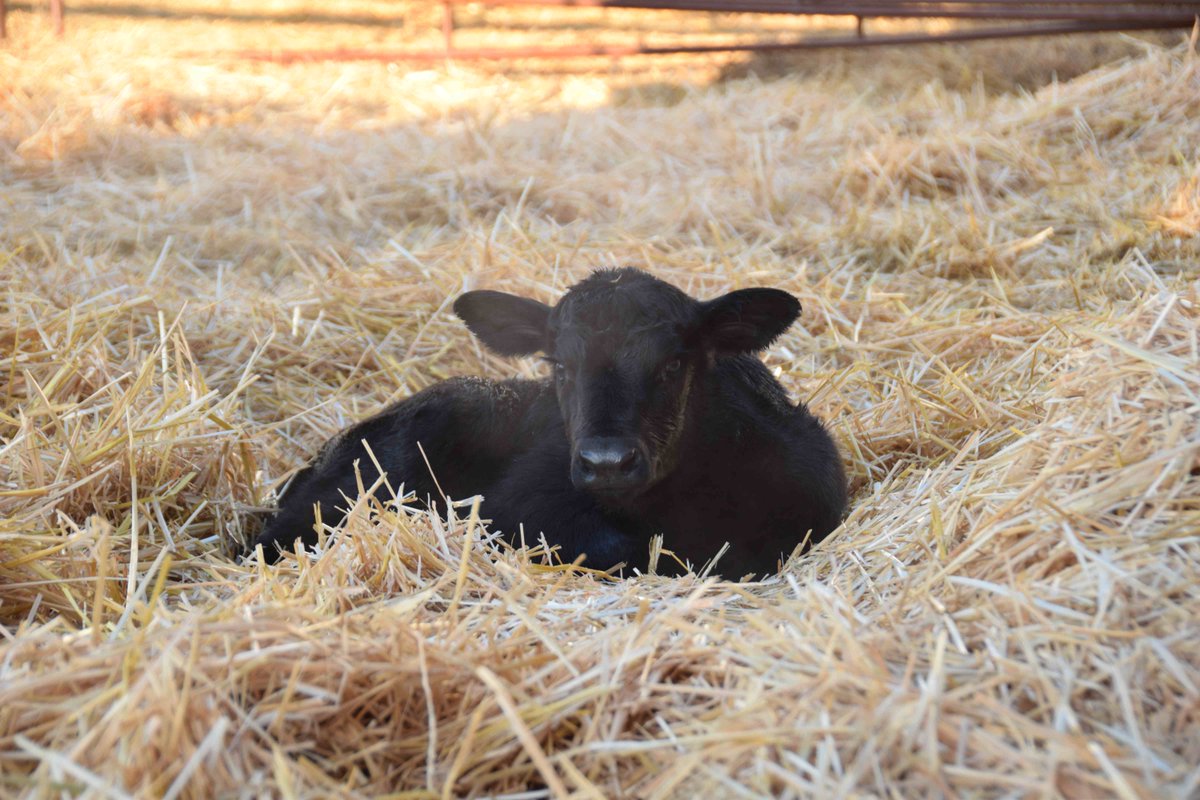ABBeditor's tweet image. #Calving in the cold? Tips for minimizing cold stress on newborn #calves. bit.ly/1NwkkOr #ABBx