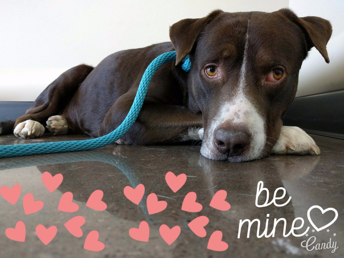 DFWFGF's tweet image. Adopt don't shop! @mashdfrisco