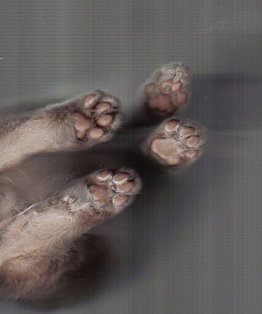 PDCBasingstoke's tweet photo. #Printjoke Cat scan.. https://t.co/Y8U0LhCvWf