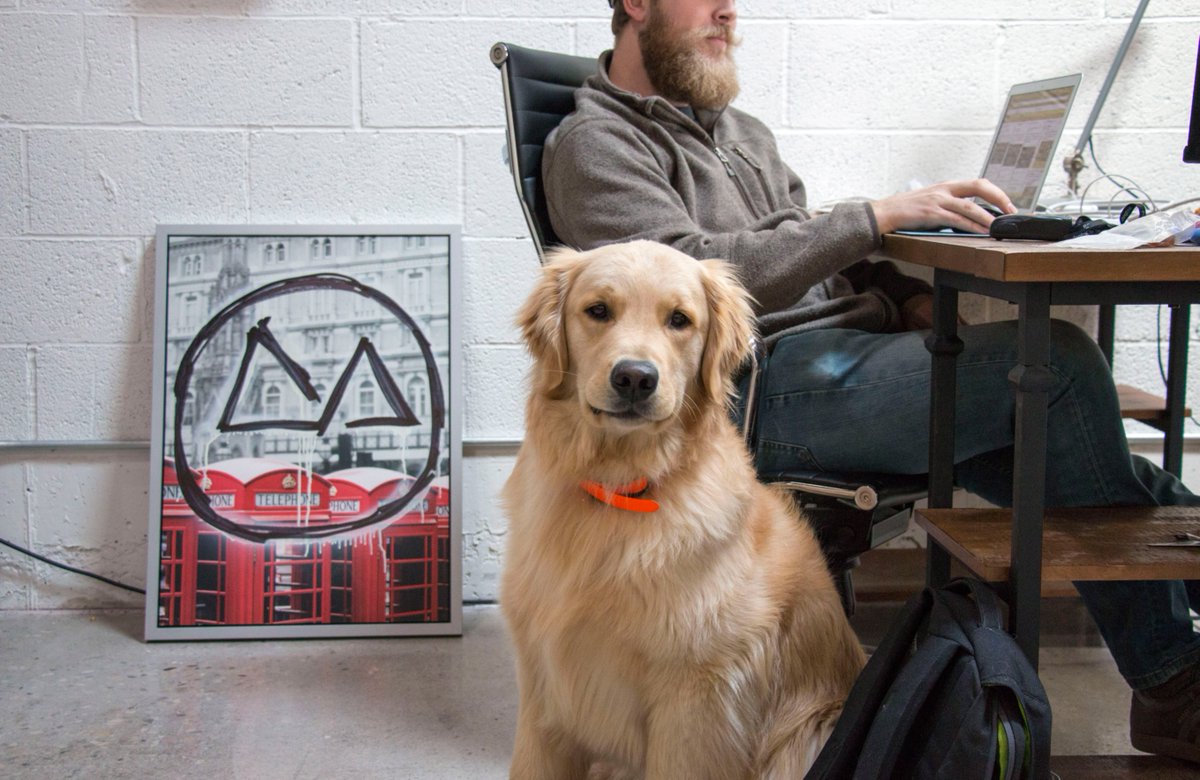 Devmtn's tweet photo. Oakley came to hang at the Provo campus. Why? Because it's Friday. #pupsofgold #devmtn https://t.co/qbtzNZpiIi