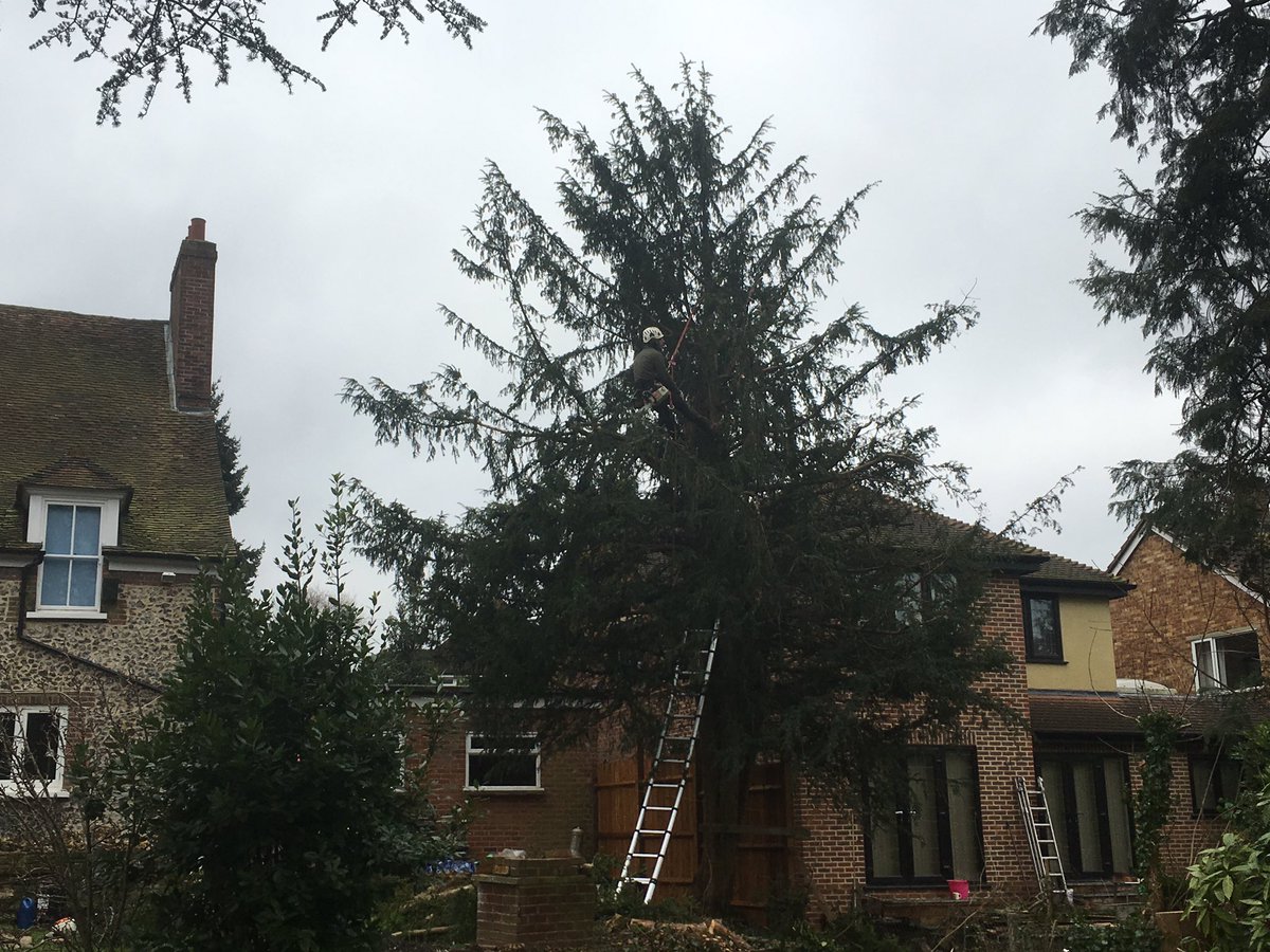 DoctorsTree's tweet image. Orpington yew tree reduction. Little cold today ❄️
