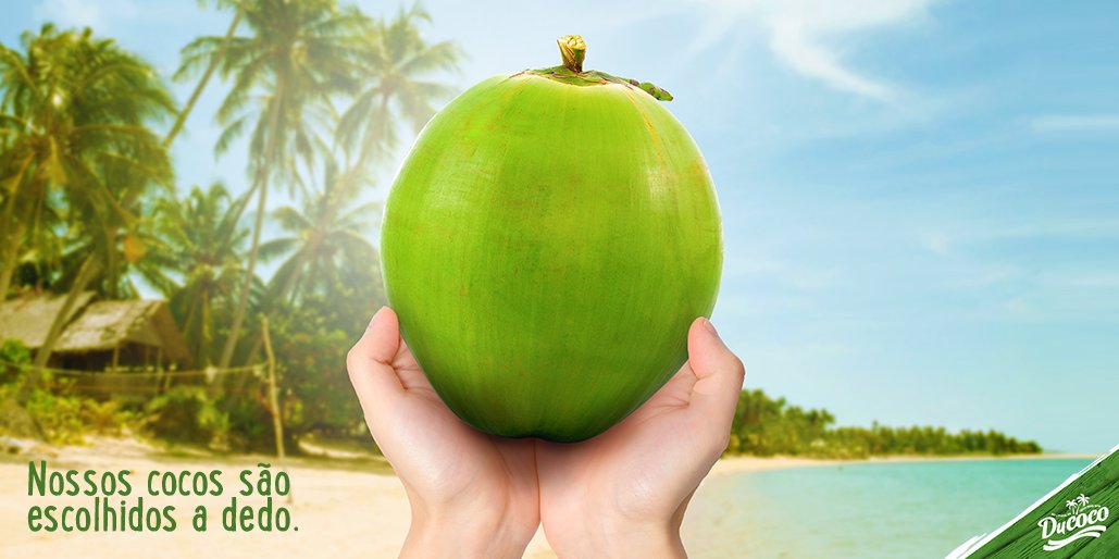 ducocobr's tweet photo. Temos experts que sabem a hora certa de colher e quais cocos estão no ponto para extrair a água mais saborosa. https://t.co/30sCOfvCET