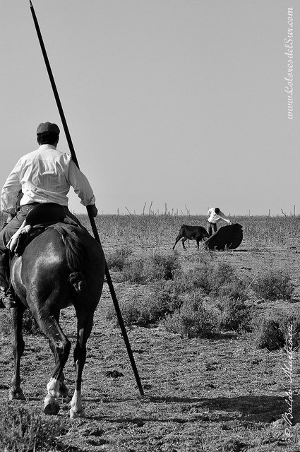 alavaqueradoma's tweet photo. Vaquera y toros, hermanos de sangre. #alavaquera https://t.co/4sV4T1OaVg