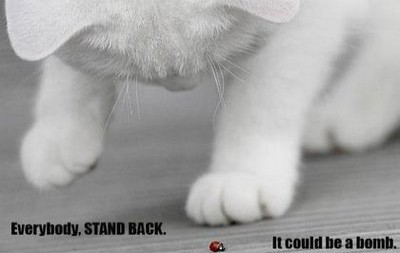 LOL_Cats (@lolcats_fun) on Twitter photo 