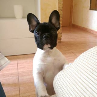 Frenchie_Cute's tweet photo. Meet Dexter ๐พ @nataliefeghali's #FrenchBullDog #Dog #Lebanon
๐ถ
#PetsOfLebanon https://t.co/uFPma5rX5A https://t.co/y9UjT7lQ3X