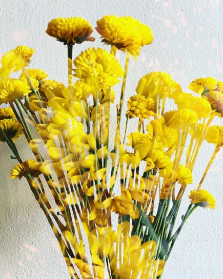 CoEditCollect's tweet image. Happy Valentines Day from CoEdit Collection! "Flowers for Bowie #10" by @DannyGhitis bit.ly/1Llpux7