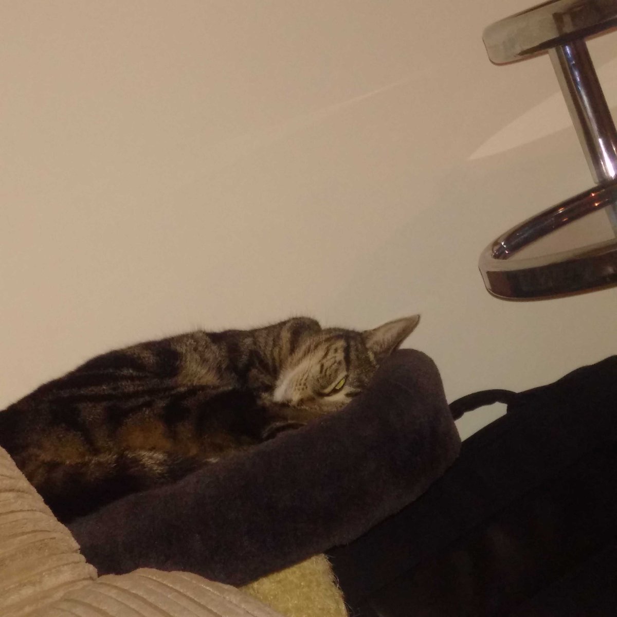 Conmort's tweet photo. Sleeps like her dad #1eyeopen https://t.co/MjaXck7yj5