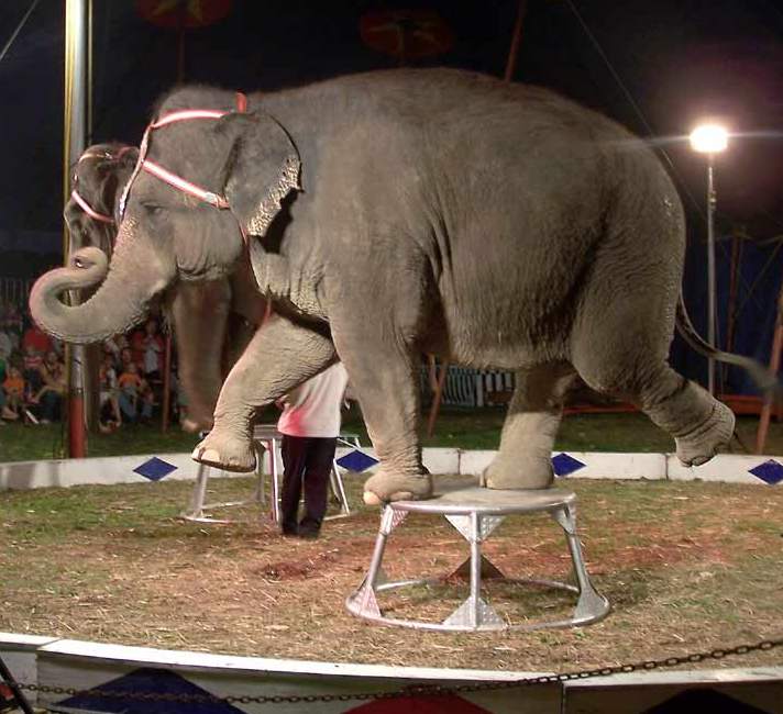 LC4A's tweet photo. BAN THE CIRCUS: Circus animal ban in Wales 'could lead the way' via @BBC #AnimalRights #UK https://t.co/GmQC9om191 https://t.co/my306wuPr0