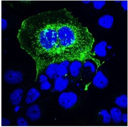 Louise O. Fresco tweet media