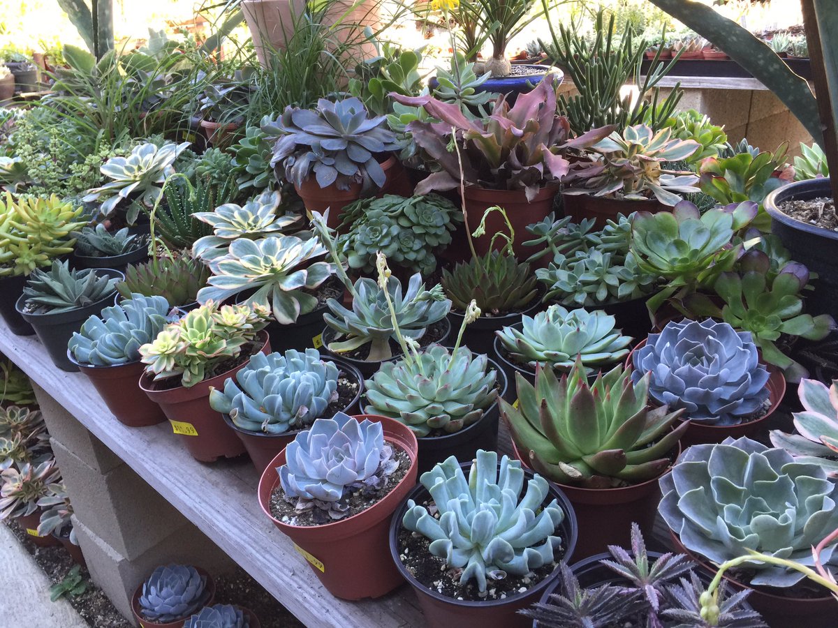 tompauldavis's tweet photo. Sunset  Nursery  with Shannon #sunsetnursery #silverlake https://t.co/z3zZkjvs4k