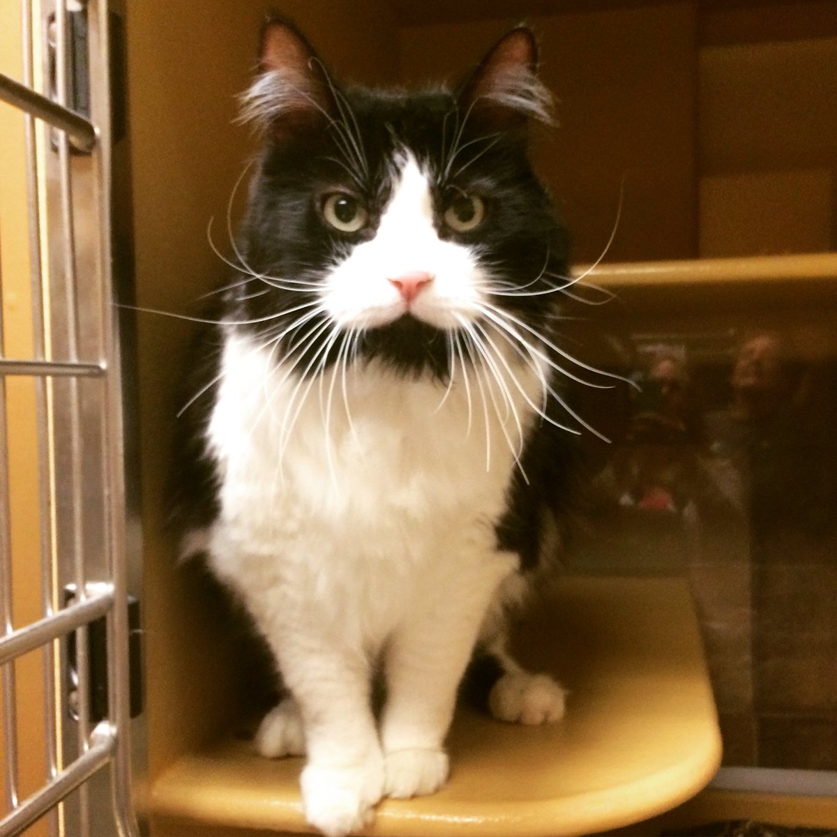 PetSmartChariTs's tweet photo. Furby's seeking a forever family to fill his days w/kisses! Meet your match Feb. 12-14 at Nat'l Adoption Weekend! https://t.co/efkIiw8Yzx