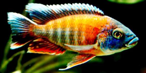 Cichlids51's tweet photo. Red Eureka https://t.co/7REI4TkMbM