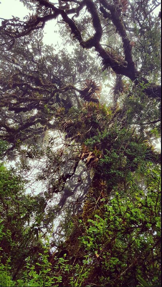 vititweet's tweet photo. Un día las montañas, al día siguiente el #BosqueNublado (#FogForest) 💚 #AllYouNeedIsEcuador #OutdoorIsFree https://t.co/U6CtIRrRFr
