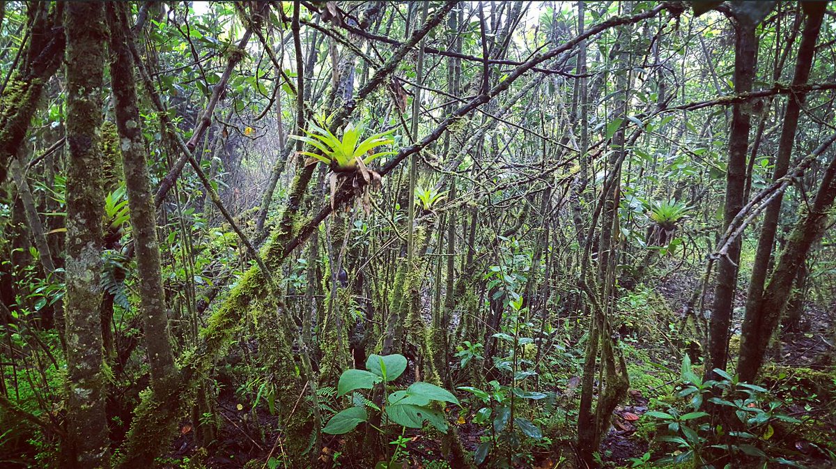 vititweet's tweet photo. Un día las montañas, al día siguiente el #BosqueNublado (#FogForest) 💚 #AllYouNeedIsEcuador #OutdoorIsFree https://t.co/U6CtIRrRFr