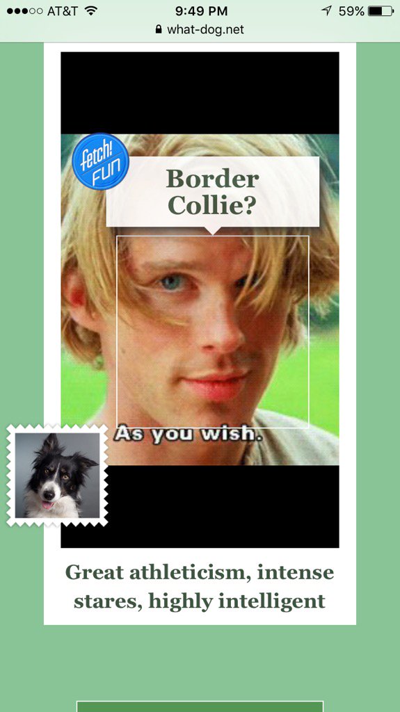 Seems accurate #intensestares #whatdog