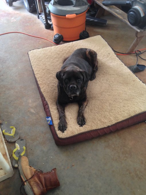 RIP my childhood pet izzy 💔 https://t.co/49YQlb6hwa<a href="/tag/octaneog"class="tags"><span>#octaneog</span></a>