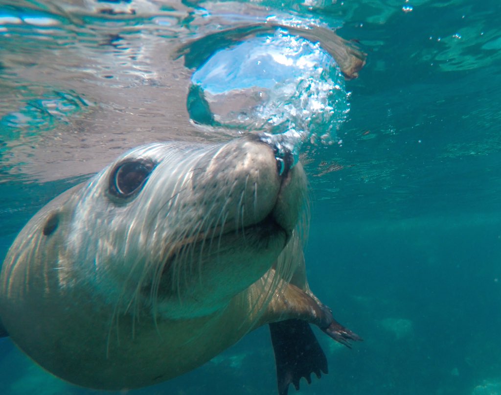 sharkcagediving's tweet photo. Photo from Thursday's Swim with the Sealions trip. Look I can blow bubbles! #portlincoln #SouthAustralia https://t.co/PYOPSJ7Nt5