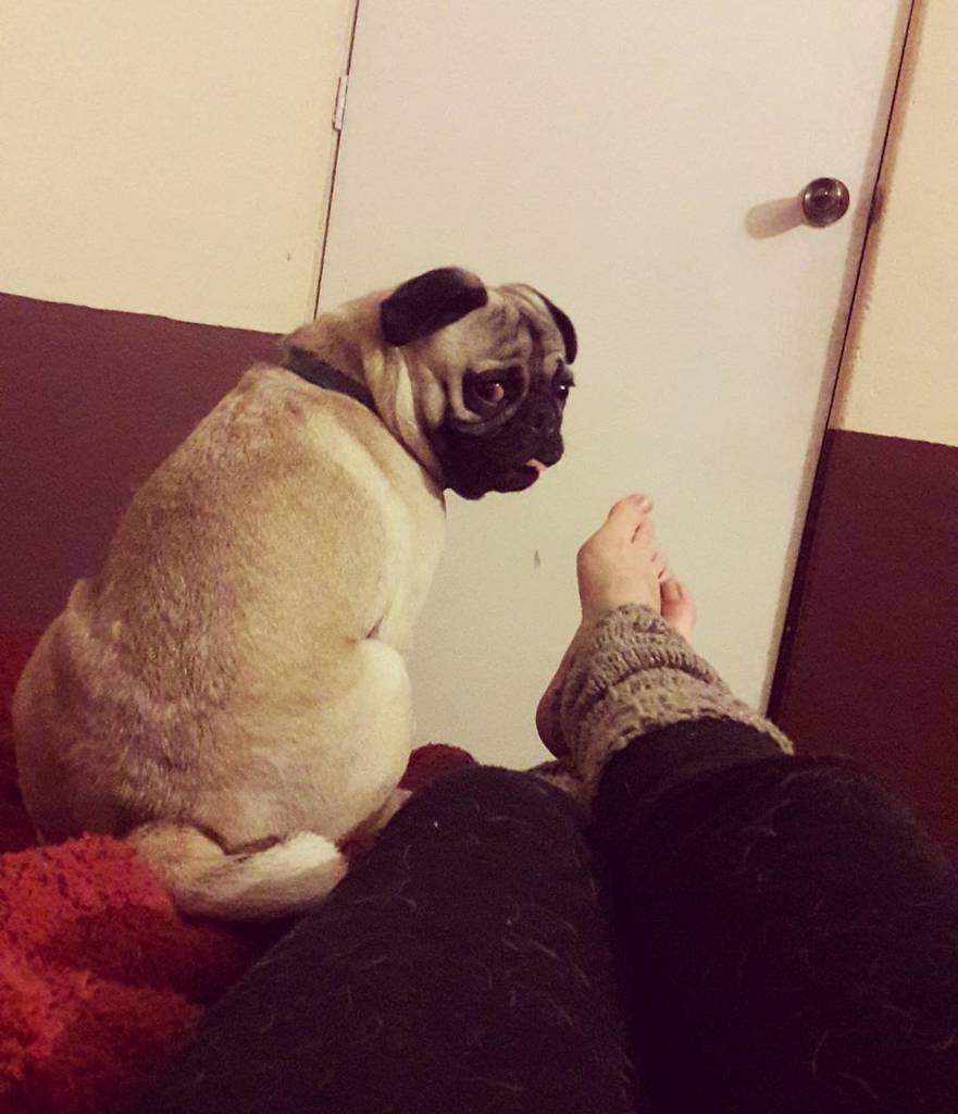Puglee_Pug's tweet photo. Su cara de #PonteLosZapatos jajajaja #SirWilliamThePug #Teamopug #SiempreJuntos #puglove #pugs #pug by mafafa_mosta… https://t.co/Ictjg7ULfh