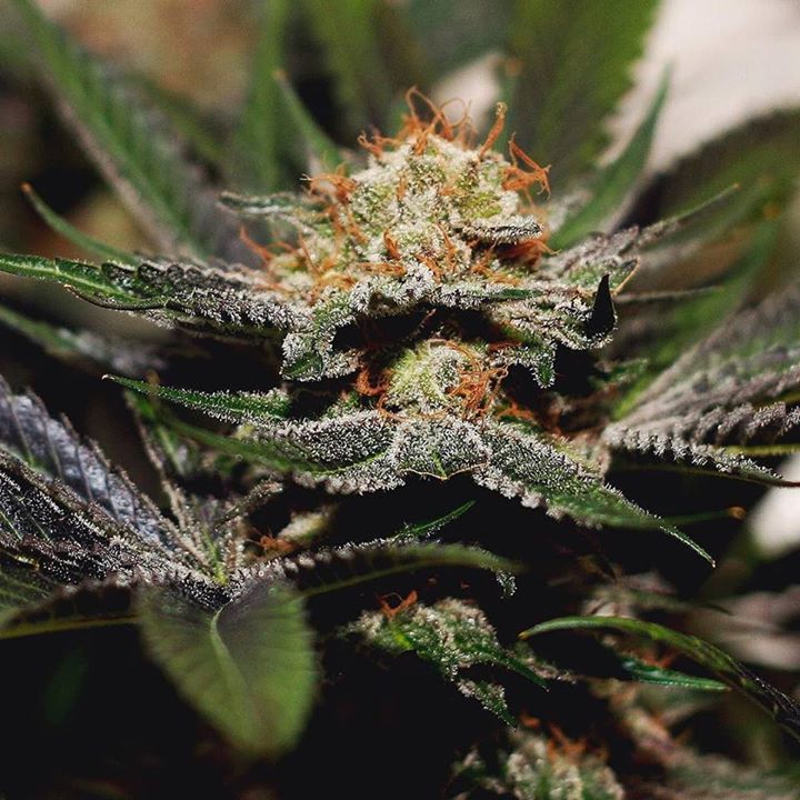420seedsbank's tweet photo. #PlatinumJack by @420seeds 🍋🍯#HighRegular #Aficionado by expogrowchile https://t.co/cMUJsAkIqI https://t.co/M58MxrBSux