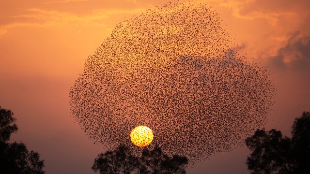 NoticiasCaracol's tweet photo. Pájaros  estorninos maravillan con misteriosa danza sincronizada en Israel https://t.co/Q4RBK27fgm https://t.co/JnGOkbZYB6