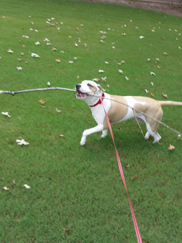 PetSmart's tweet photo. Reason #3 why dogs are better than boyfriends: They don’t mind learning new tricks. #ValentinesDay https://t.co/AuEvB4SexS
