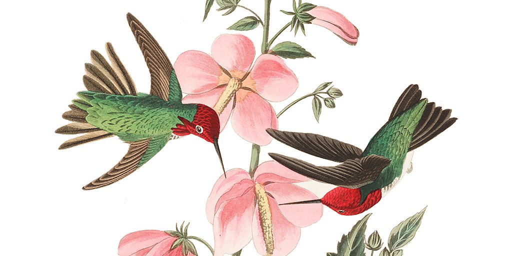 audubonsociety's tweet photo. Did you know you can download John James Audubon prints for free? https://t.co/u3bbEpPcR9 https://t.co/b9Q8NvIRwI