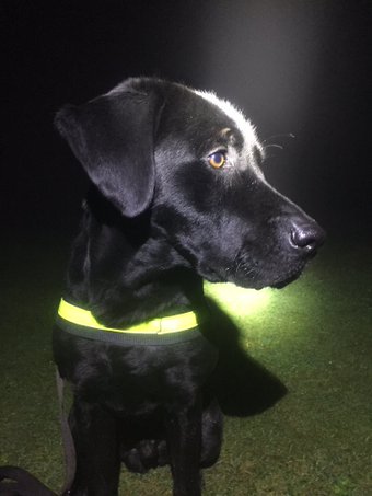 Whos_In_Charge's tweet photo. Love this sweet #lab model shot...  https://t.co/83IpAweNI8 https://t.co/sDHLzoBExR