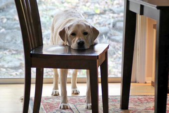 Whos_In_Charge's tweet photo. Some p cute #lab #drama right here 💙#labrador #retriever  https://t.co/0BklLPlysK https://t.co/O7u3MuugPX