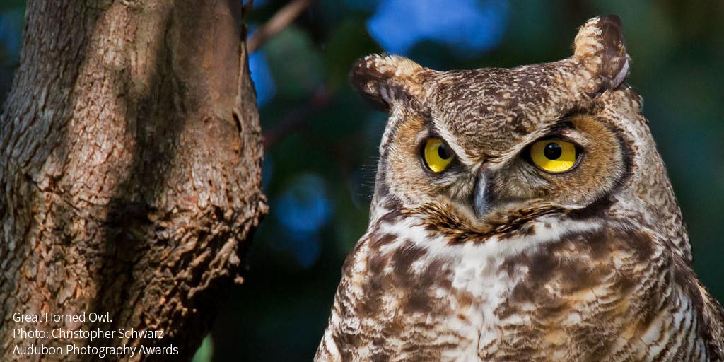 audubonsociety's tweet photo. Learn to identify five owls by their calls: https://t.co/mQrjNEO3uC https://t.co/7tQi0Exuyv