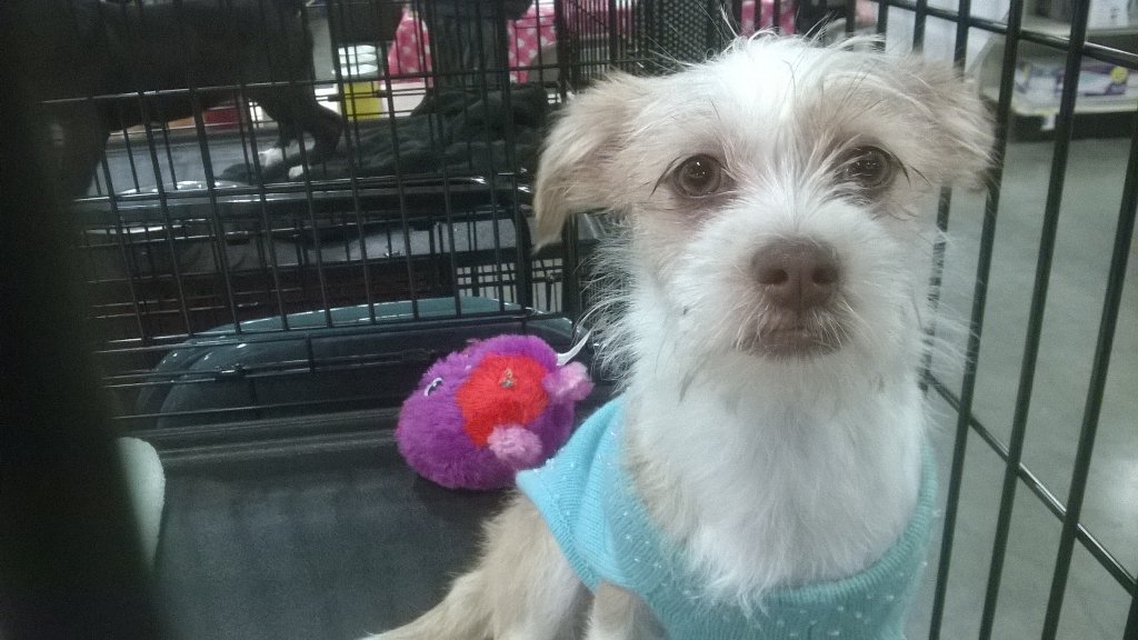 FriedmannDaniel's tweet photo. Adoptions are ready to roll in Gastonia...#ssmiley231, #charlotteevents, #petsmart1510 https://t.co/fUyYdRw8xO