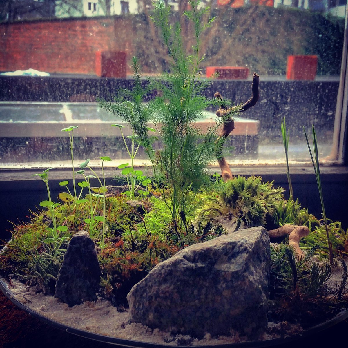 JA_Ydist's tweet photo. Another tray landscape I made 3 weeks ago. Preparing for #diva16 @DeInvasie  #kokebonkei #wabikusa #Antwerpen https://t.co/bda9kYTl21