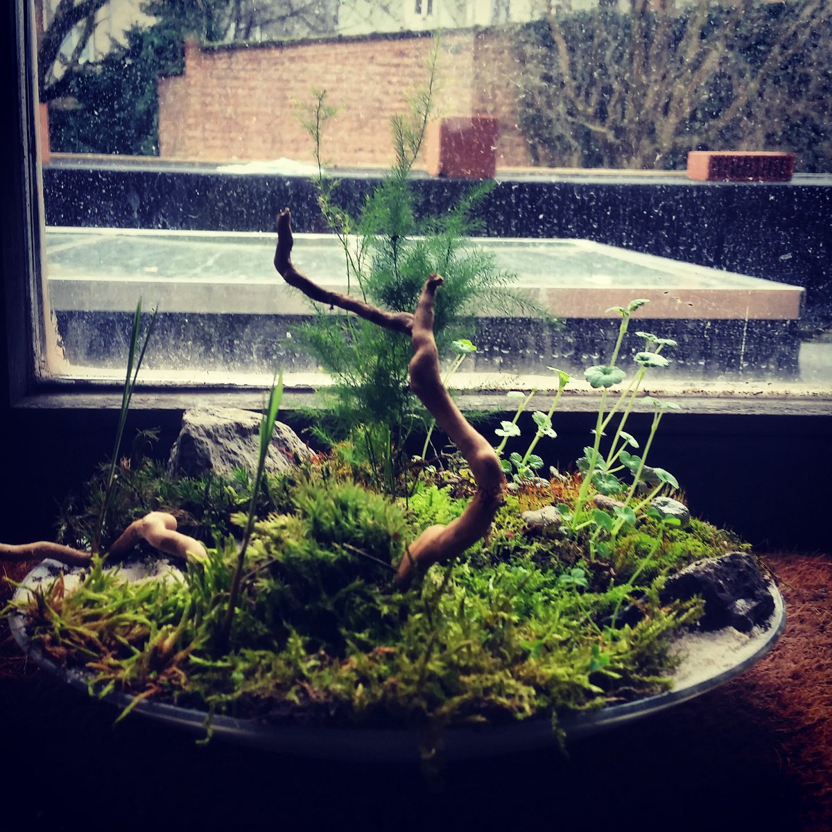 JA_Ydist's tweet photo. Another tray landscape I made 3 weeks ago. Preparing for #diva16 @DeInvasie  #kokebonkei #wabikusa #Antwerpen https://t.co/bda9kYTl21