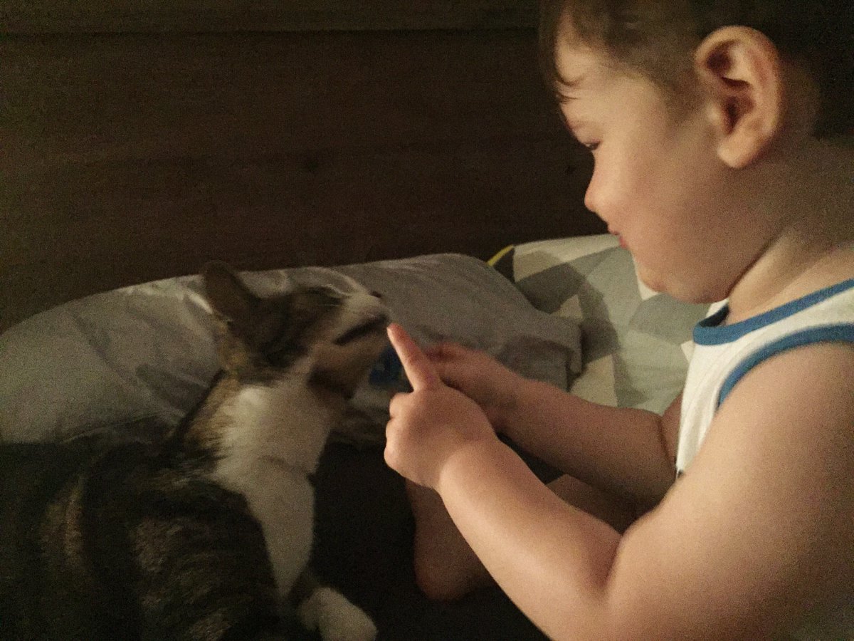 mintedrogue's tweet image. A pet - Henry telling Ari off for touching his Lego man. #thunderbuddies #fmsphotoaday #fms_pet