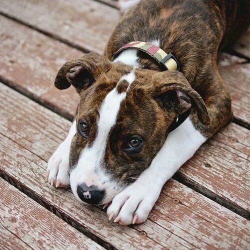 itsadorabledogs's tweet photo. 😊 https://t.co/ABt5buoGjS