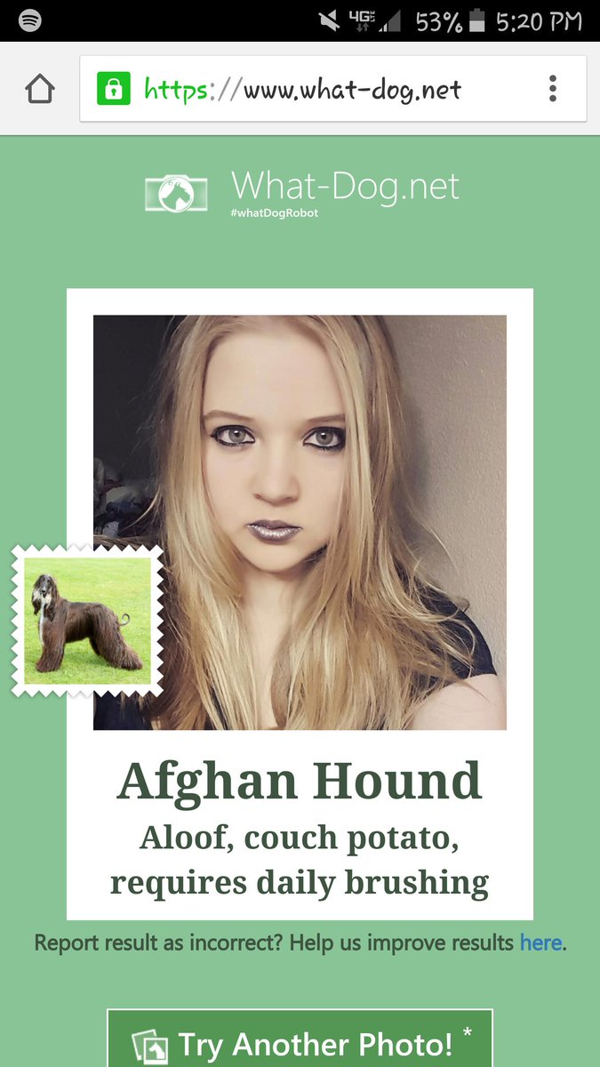 juniperlei's tweet photo. There's a site that identifies the breed of your dog put my picture in apparently I'm an Afghan Hound lol #WhatDog https://t.co/rlyBodH536