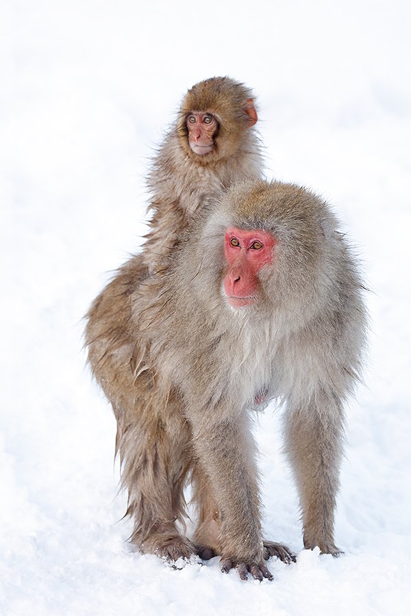 5DS R rocking the Snow Monkeys on the Japan in Winter IPT. Learn more at "Priceless" here: birdsasart-blog.com/2016/02/12/5ds…