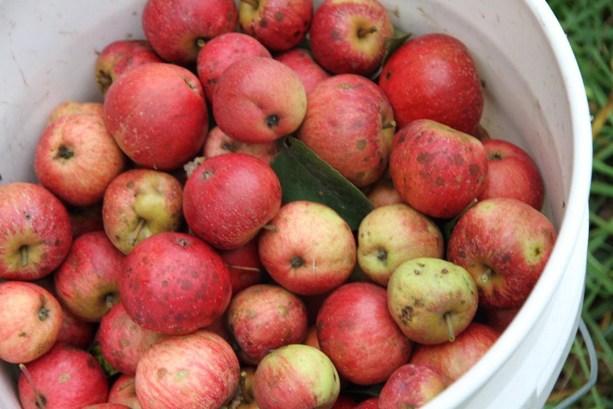 Good news for Ontario's craft cider producers: Part of the plan for grocery sales: bit.ly/241FwI6