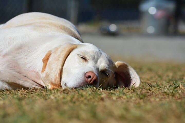 ParkNTicket's tweet photo. Sunbathing beauty! #atlantapets #dogsoftwitter #Weimaraner https://t.co/XMyByTrppC