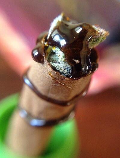 Retweet if you're blazing this weekend! 🔥😎💨