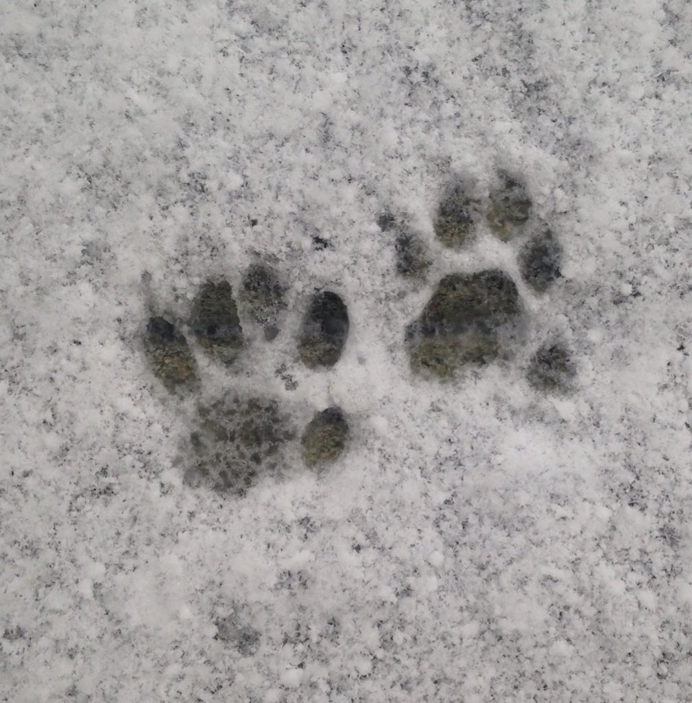 Kitty's been in the snow. Who let her out? #sneakykitty #capecod #socold