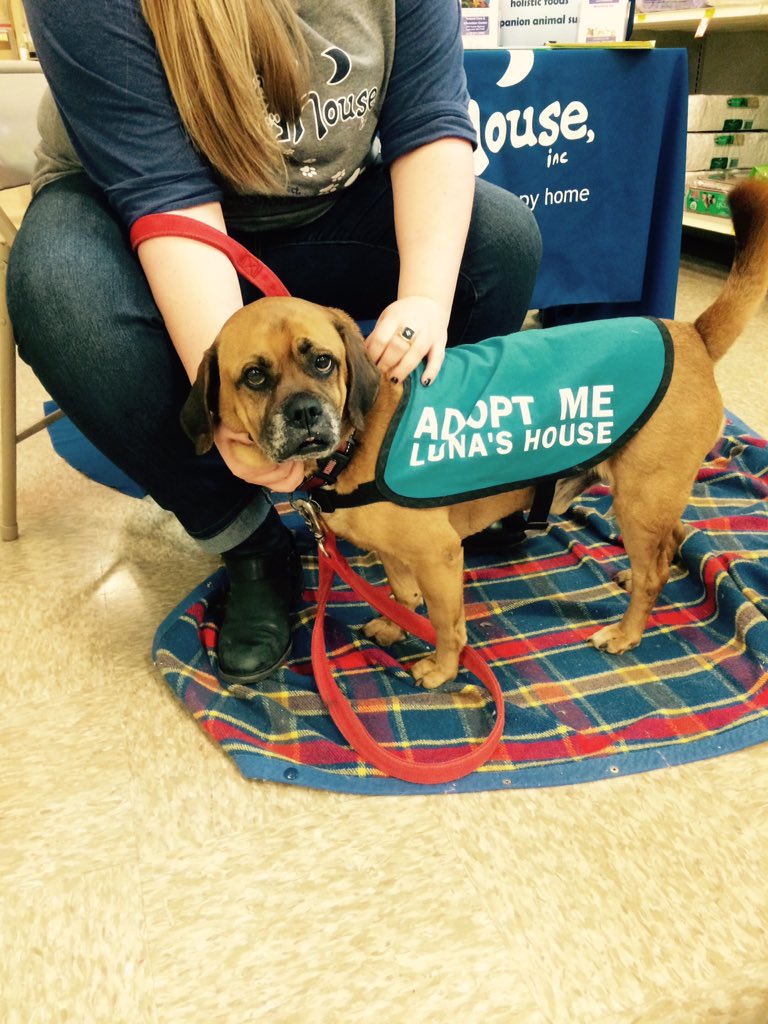 mervy88's tweet photo. Finn is looking for his furever home! Come visit @ Abingdon #petsmart #lunashouserescue #NationalAdoptionWeekend https://t.co/QSnoWQbVyz